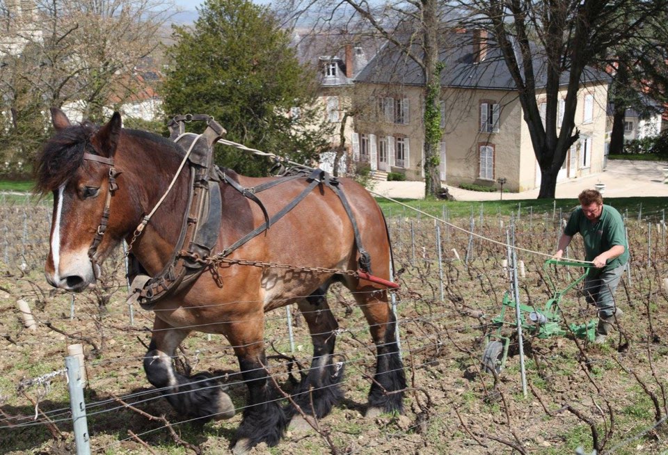 Christian Bourmault CLOS BOURMAULT Blanc de Blancs Grand Cru Brut Nature 2012