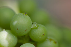 Denis Chaput Promesse de l'Aube Blanc de Blancs Brut